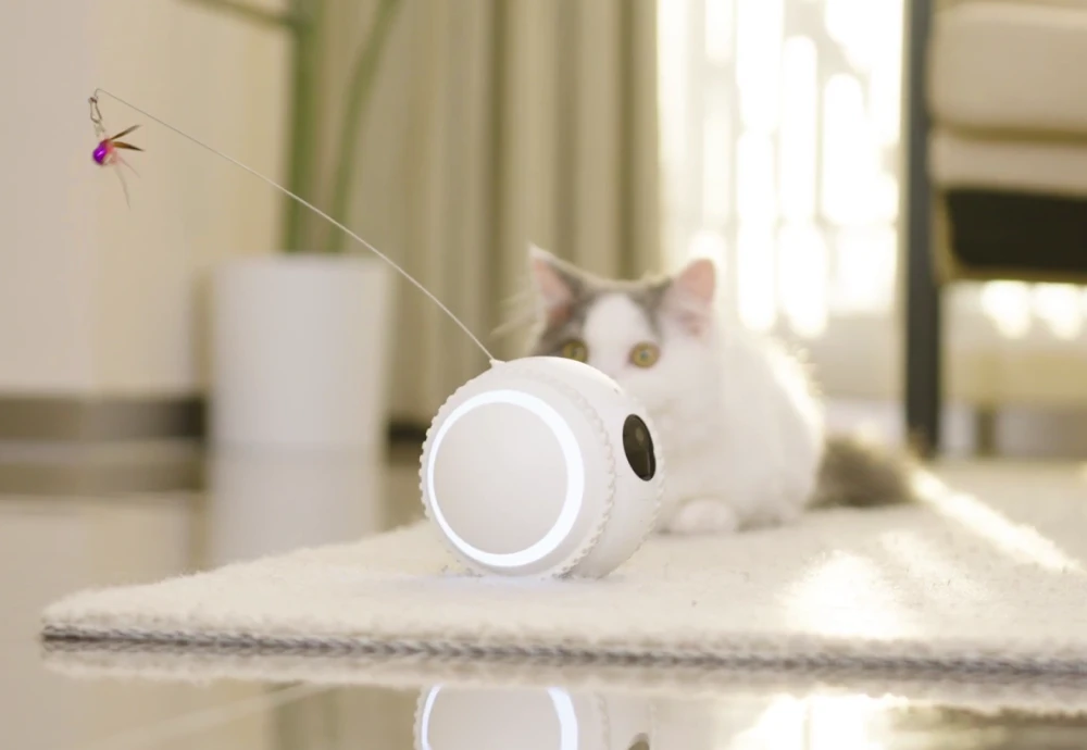 wireless outdoor pet camera